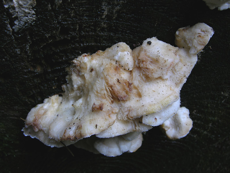 Lignicolo da determinare. (Postia fragilis)